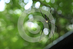 Â spider on the web, top view